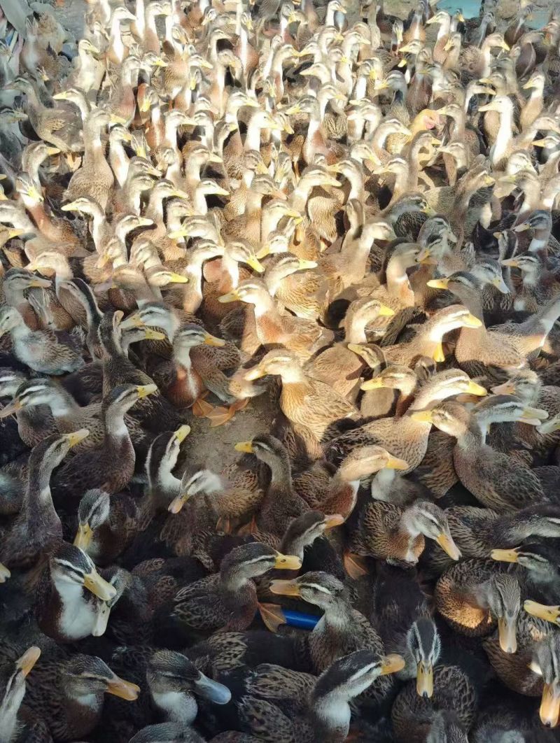 100块钱四个重量3~4斤