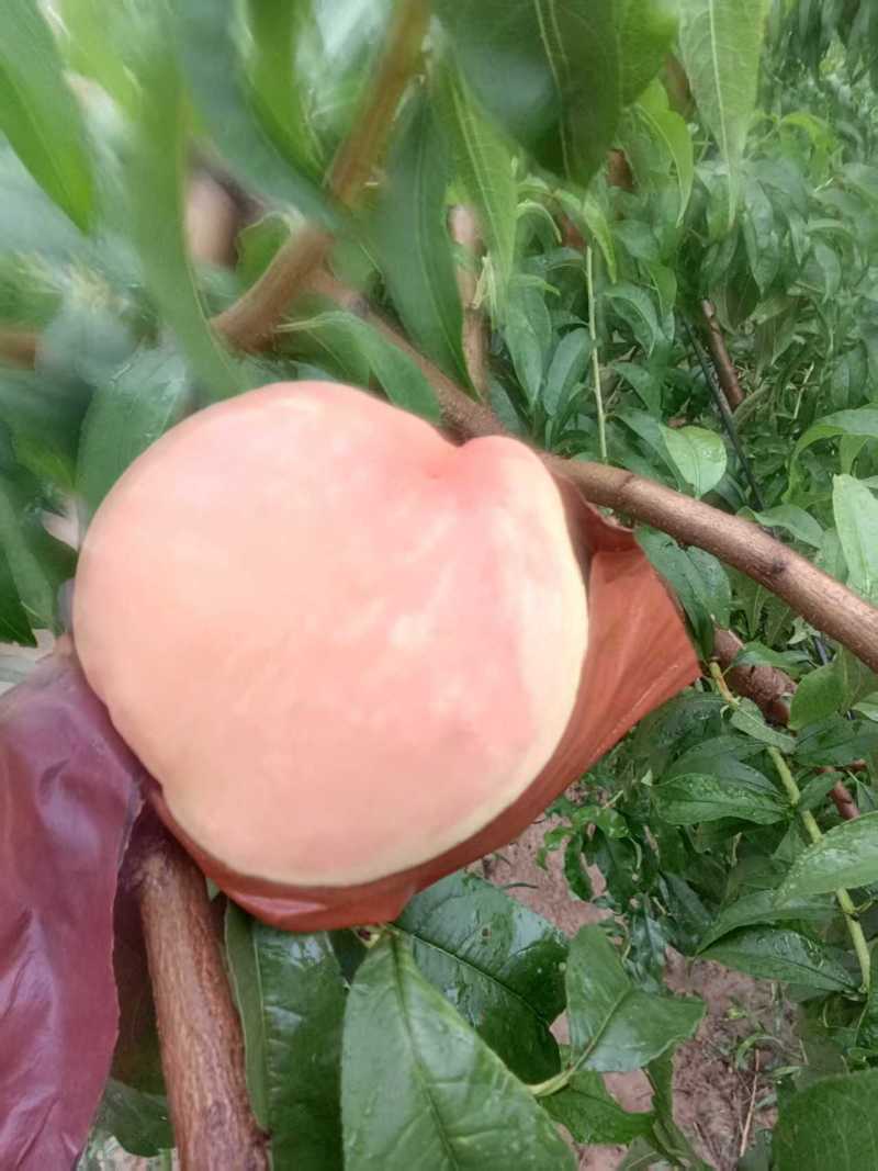 初夏红桃
