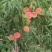 白花桃‘