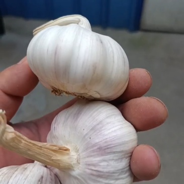 自己种植大蒜