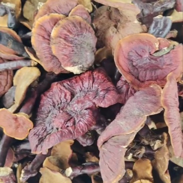 白肉金边灵芝