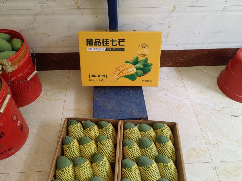 百色桂七芒果