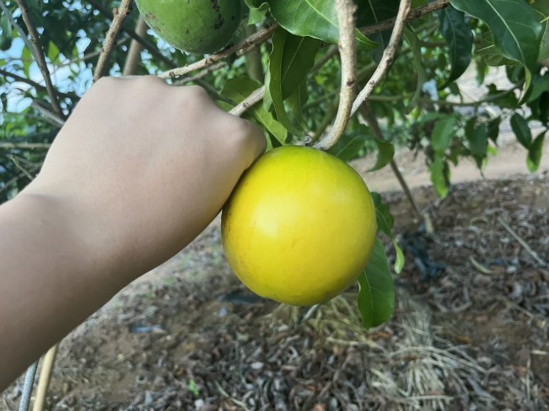 黄晶果