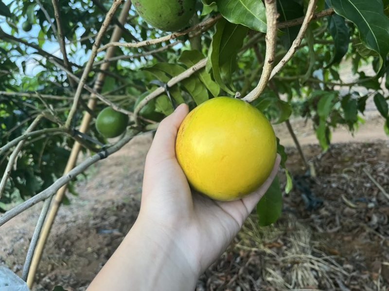 黄晶果