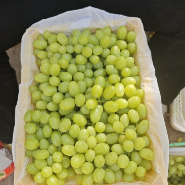 新疆无核白葡萄