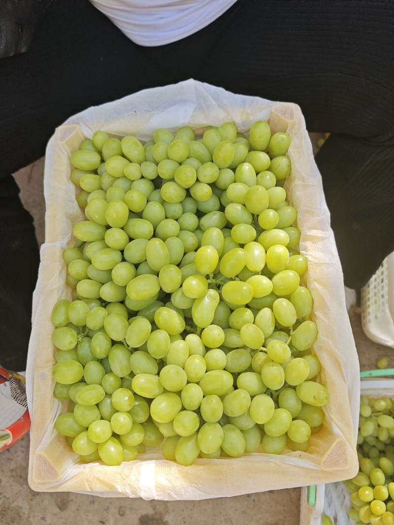 新疆无核白葡萄