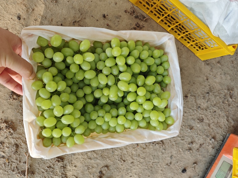 新疆无核白葡萄