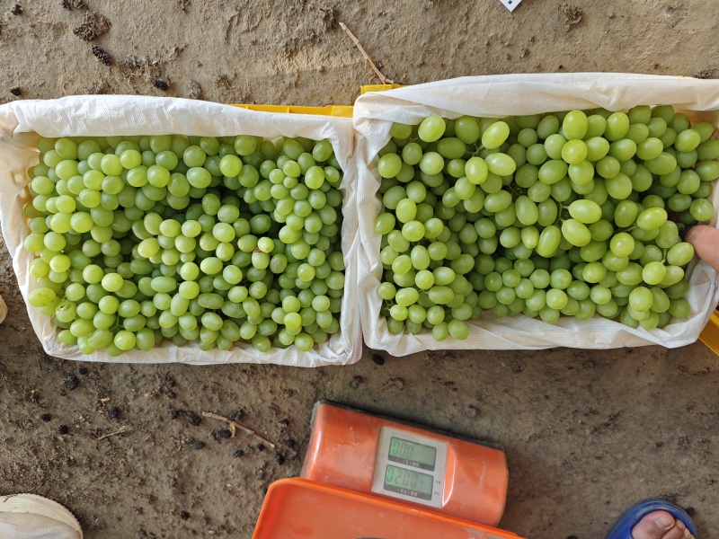 新疆无核白葡萄