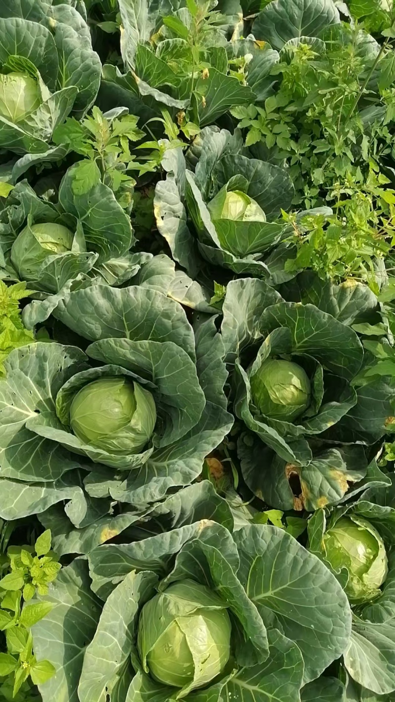 需要这几样产品的老板联系
