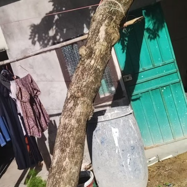 30岁海南黄花梨老树