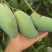 芒果桂七