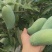芒果桂七