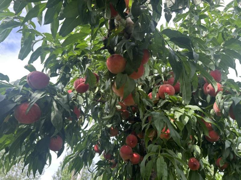 大量红桃急售，价格便宜