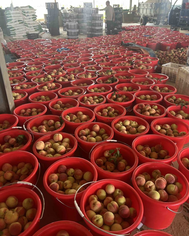 大量红桃急售，价格便宜