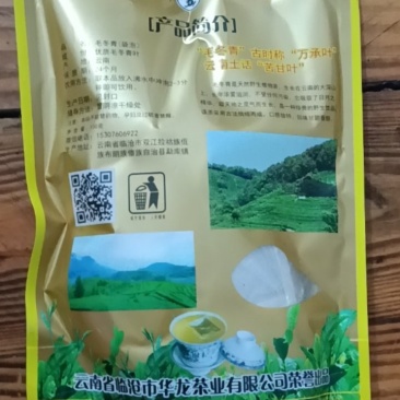 深山老茶毛冬青