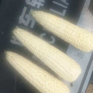 鲜糯玉米