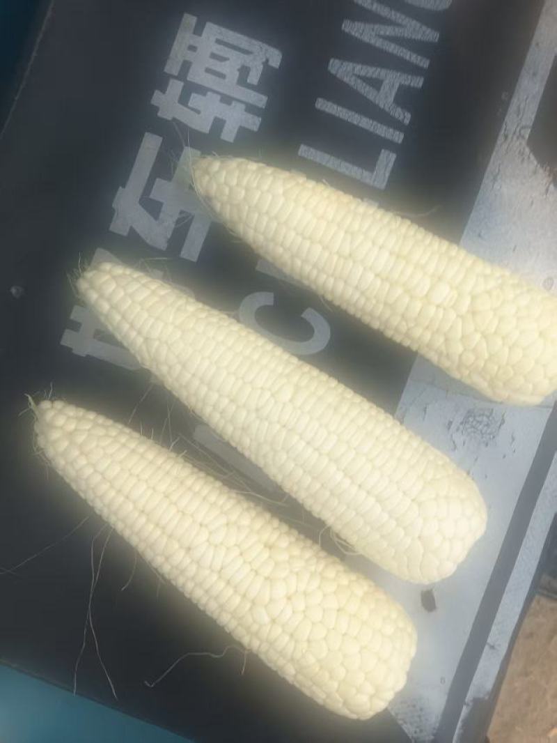 鲜糯玉米
