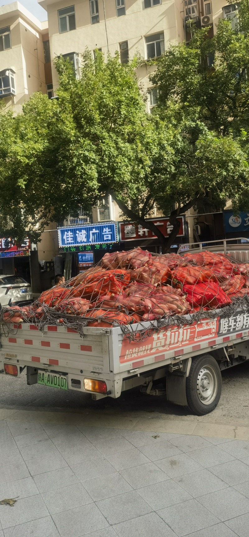 当季糯玉米批发助农价格