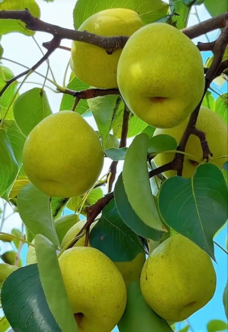 青皮梨