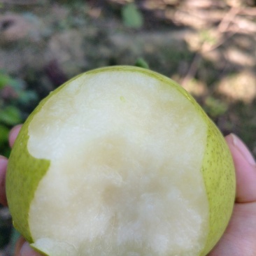 翠冠梨