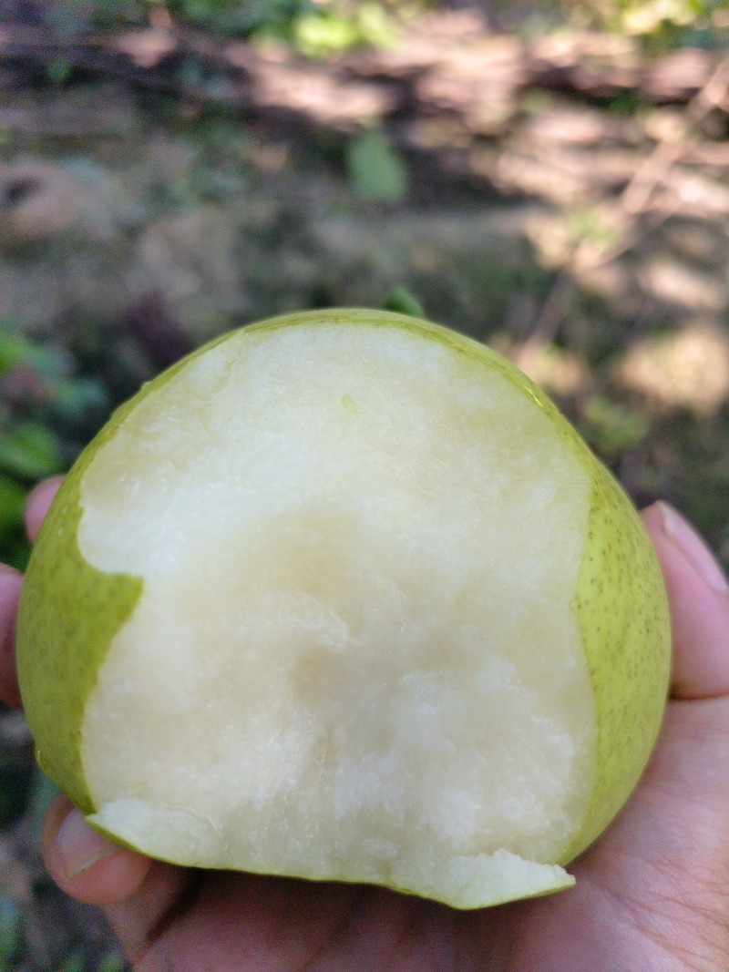 翠冠梨