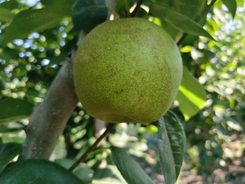 翠冠梨