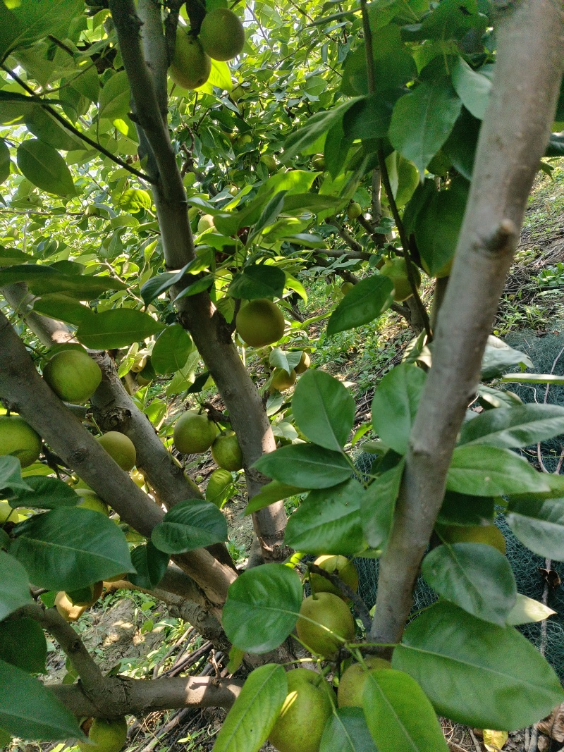 翠冠梨