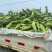 大量出售玉米