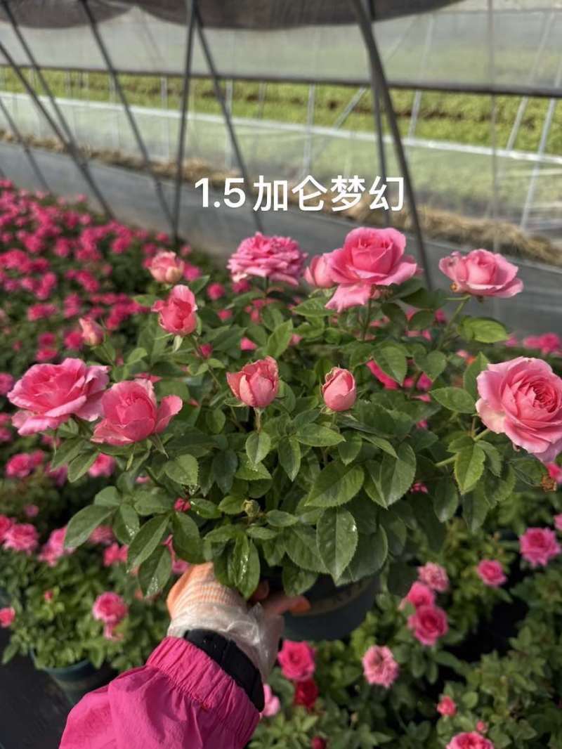1.5加仑大花月季梦幻玫红红苹果红丝绒