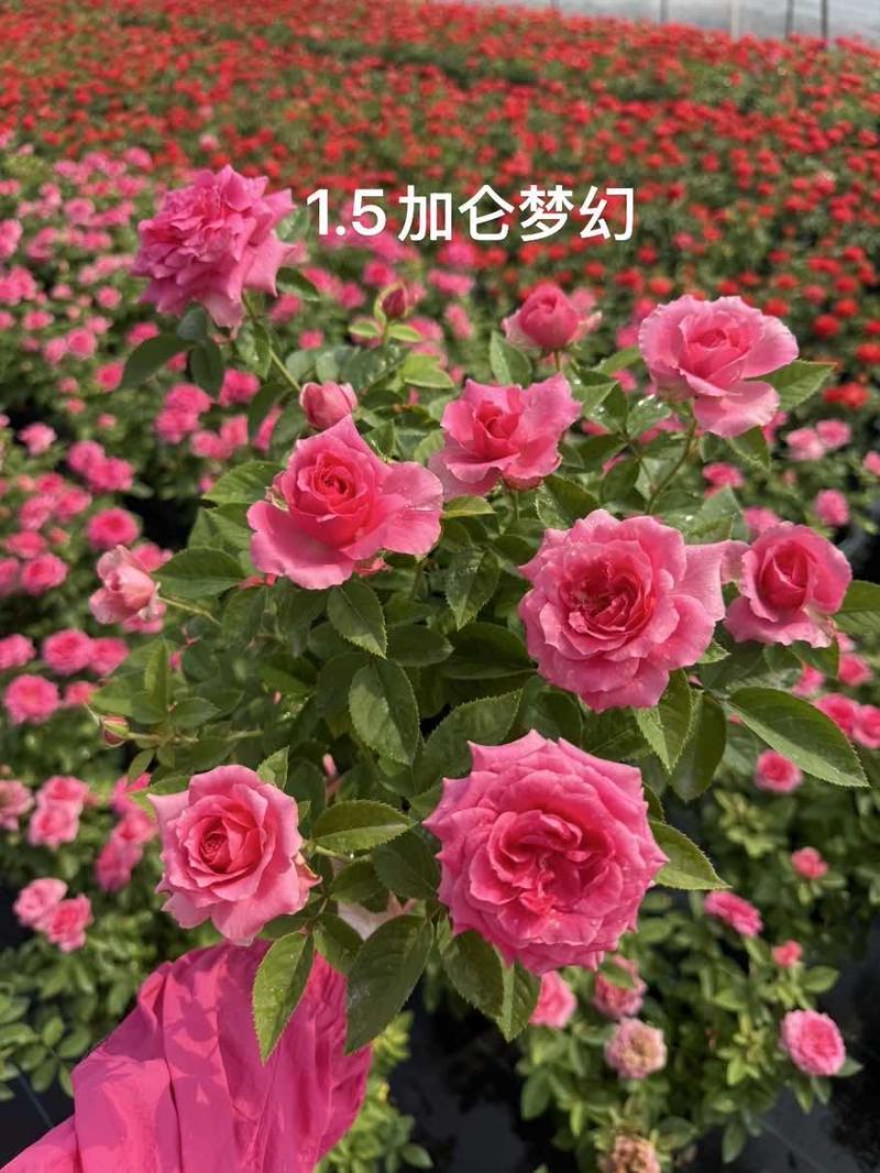 1.5加仑大花月季梦幻玫红红苹果红丝绒