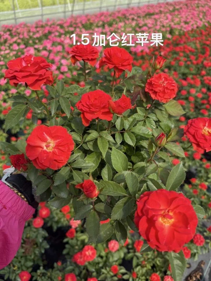 1.5加仑大花月季梦幻玫红红苹果红丝绒