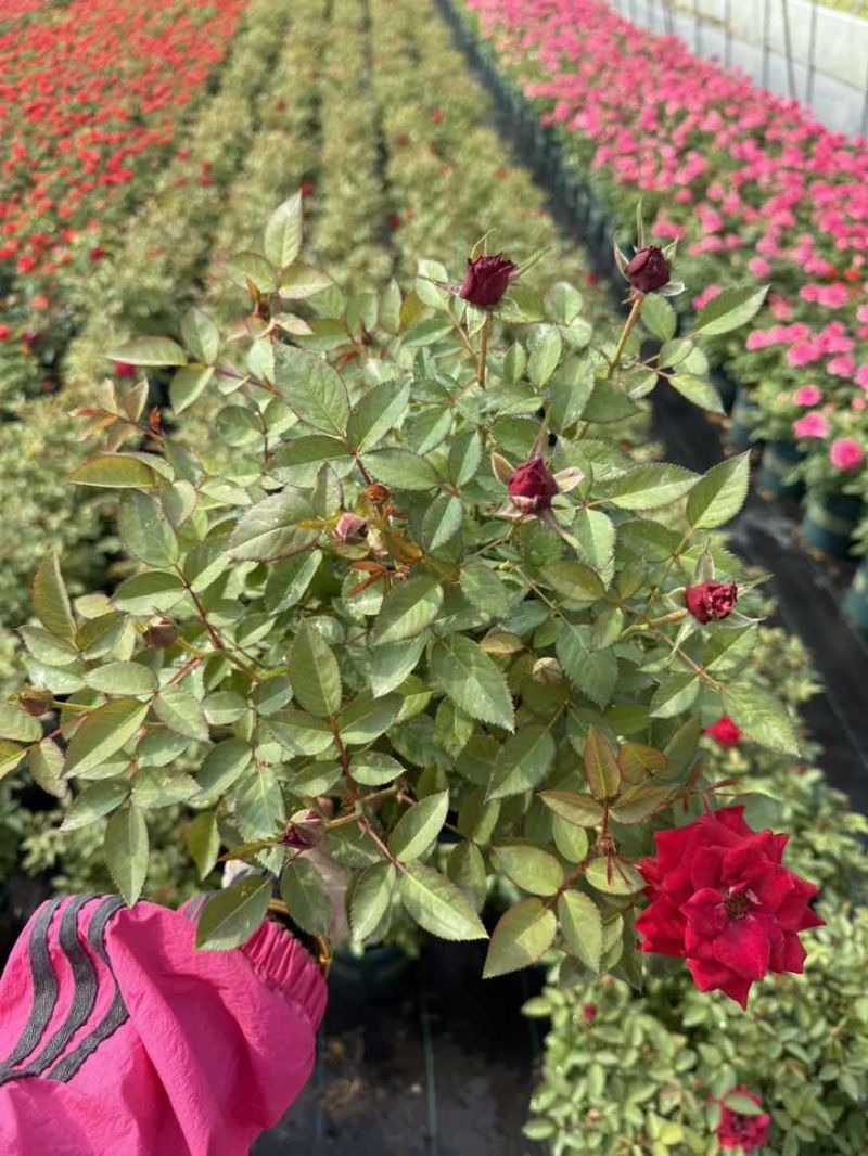 1.5加仑大花月季梦幻玫红红苹果红丝绒