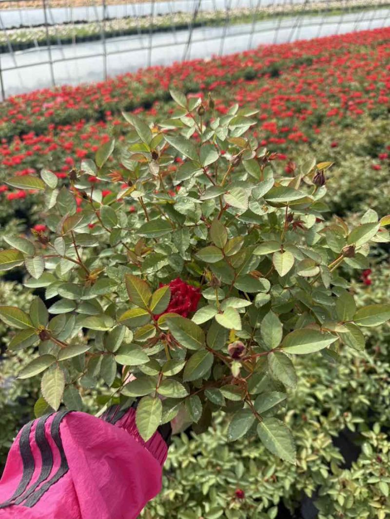 1.5加仑大花月季梦幻玫红红苹果红丝绒