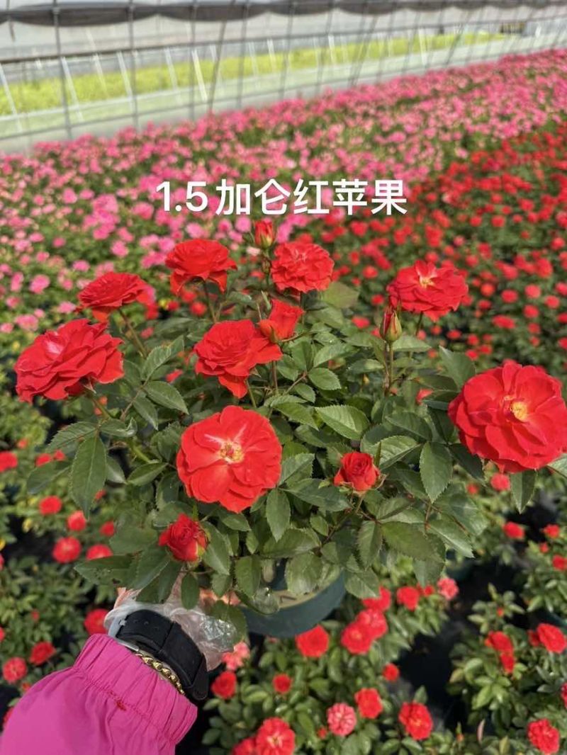 1.5加仑大花月季梦幻玫红红苹果红丝绒