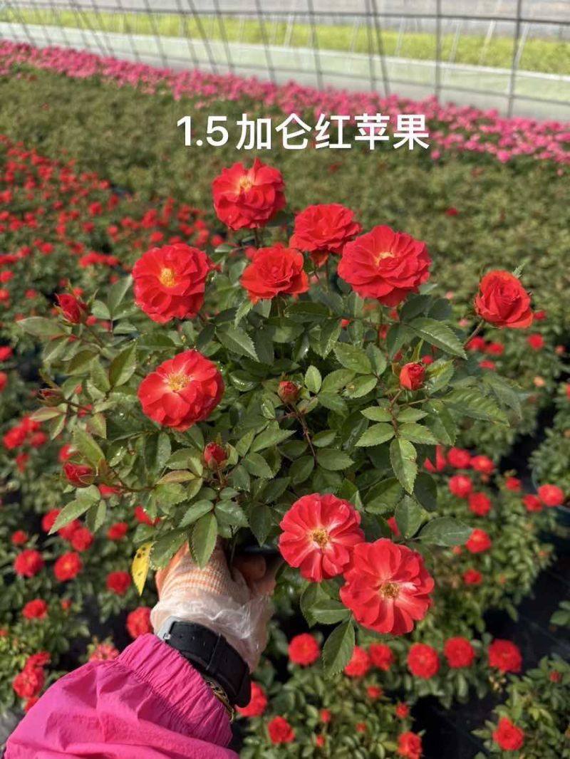 1.5加仑大花月季梦幻玫红红苹果红丝绒