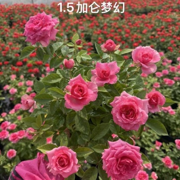 1.5加仑大花月季梦幻玫红红苹果红丝绒