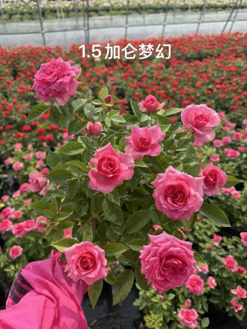 1.5加仑大花月季梦幻玫红红苹果红丝绒