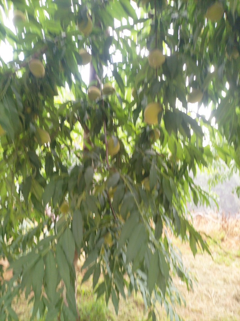 江西鹰嘴桃