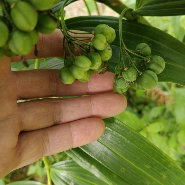 黄精种子，新鲜净果