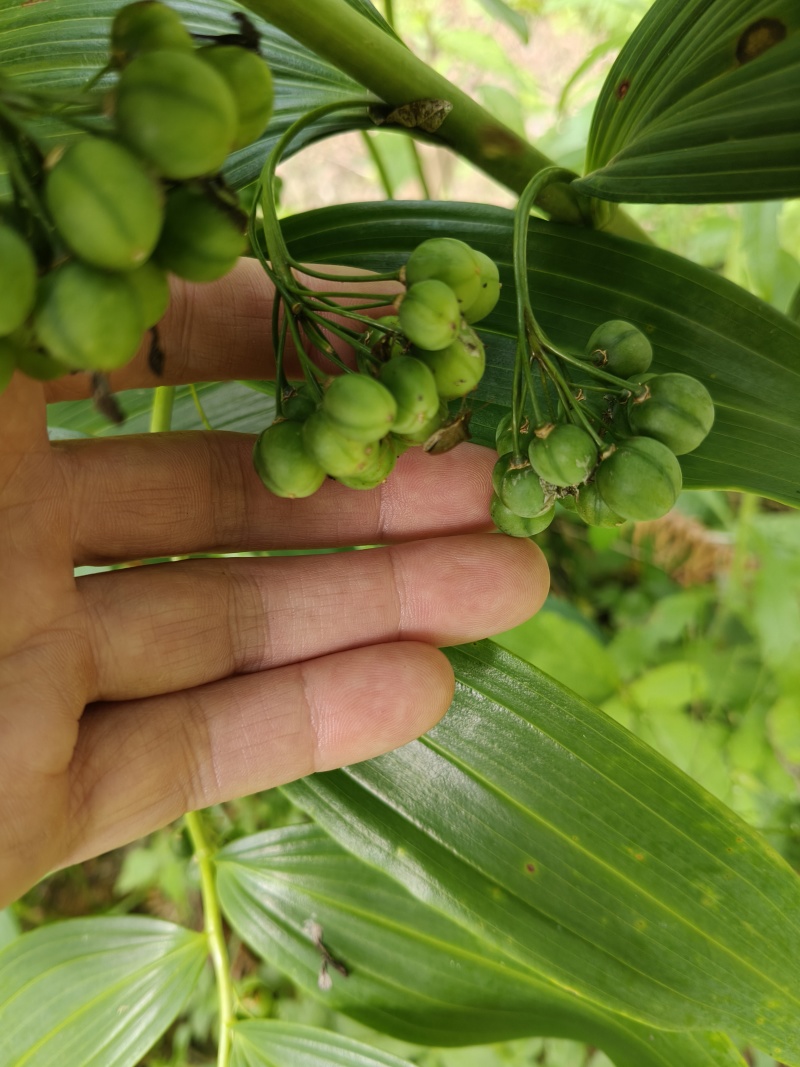 黄精种子，新鲜净果