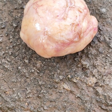 鸡宝