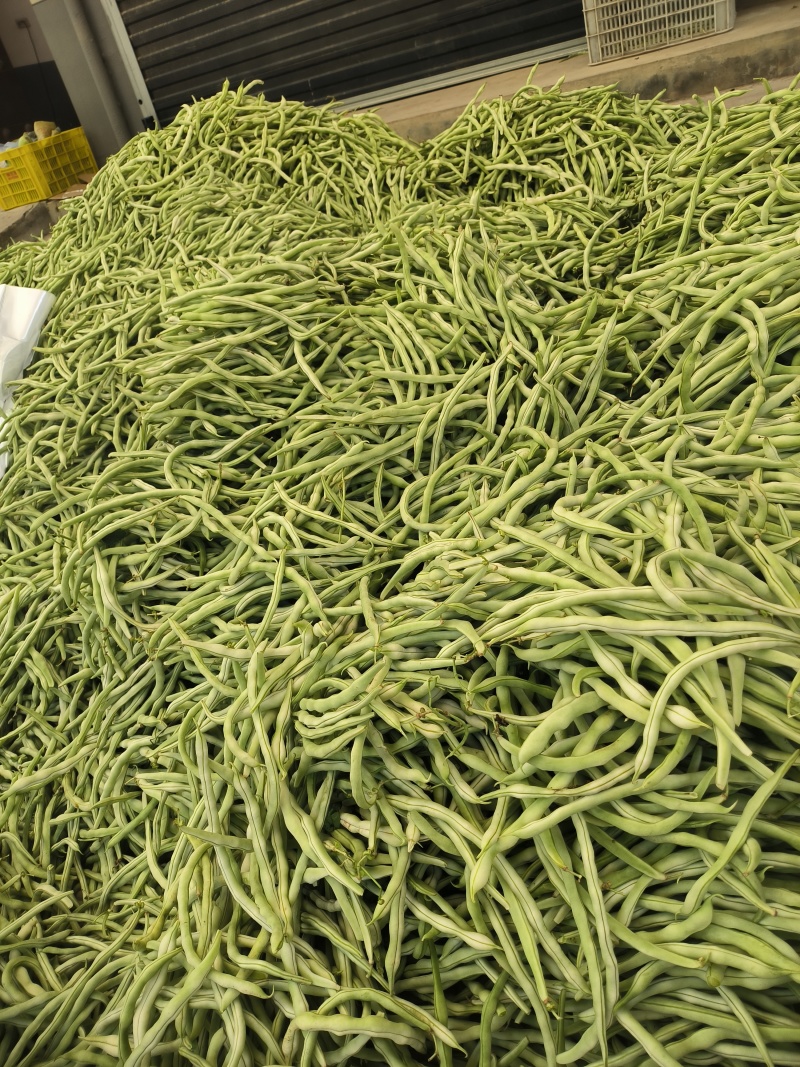 优质豆角