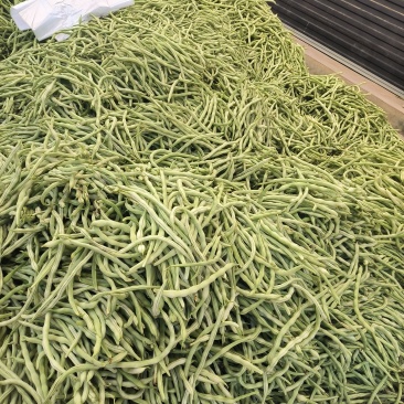 优质豆角