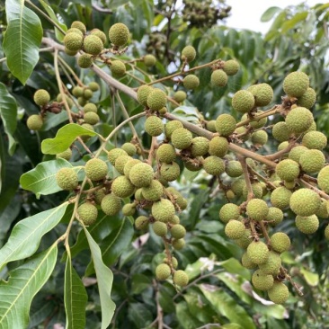 石硖桂圆