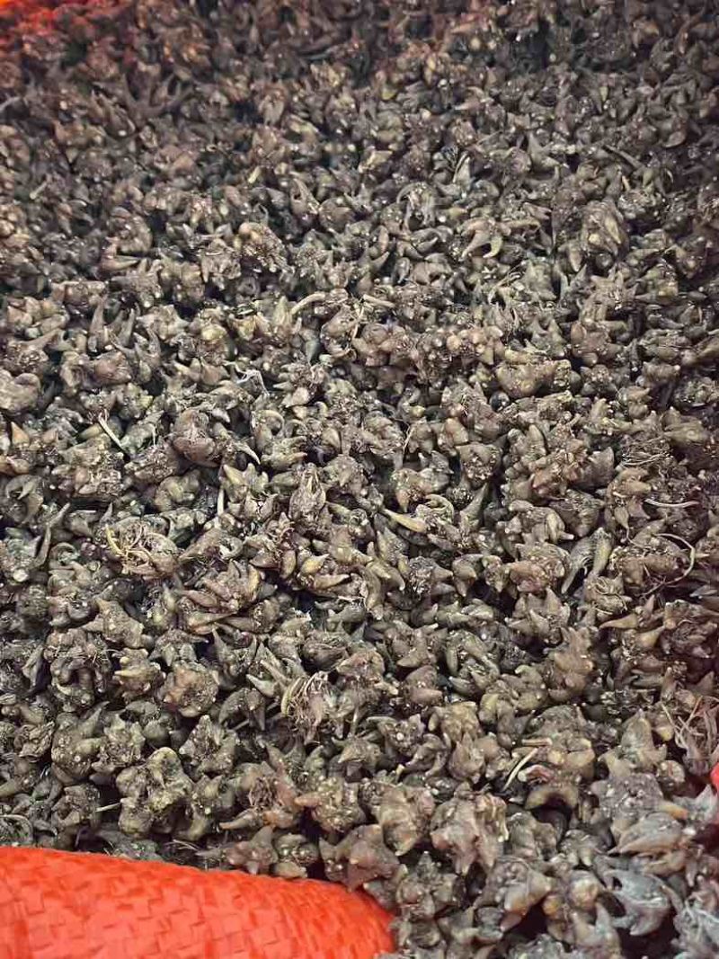 野生、家种猫爪草水洗三遍靓货通货规格都有品质特级