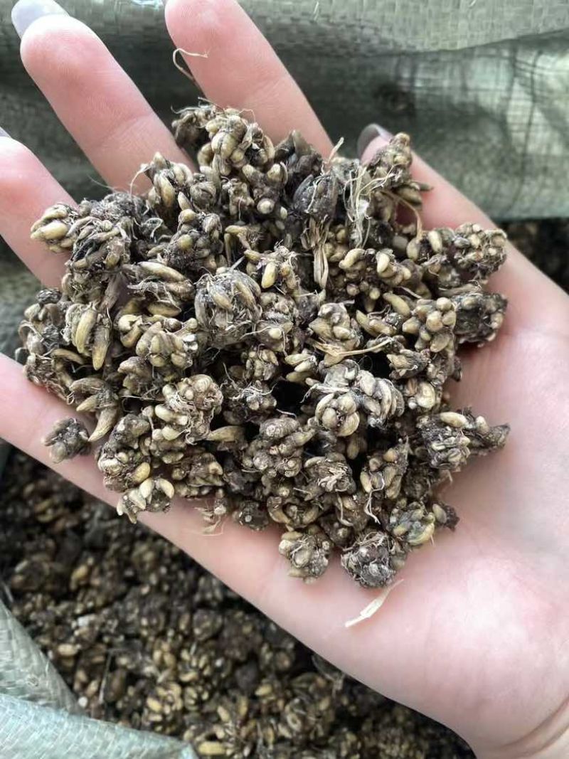 野生、家种猫爪草水洗三遍靓货通货规格都有品质特级