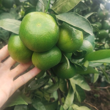 云南高山无核蜜橘60起