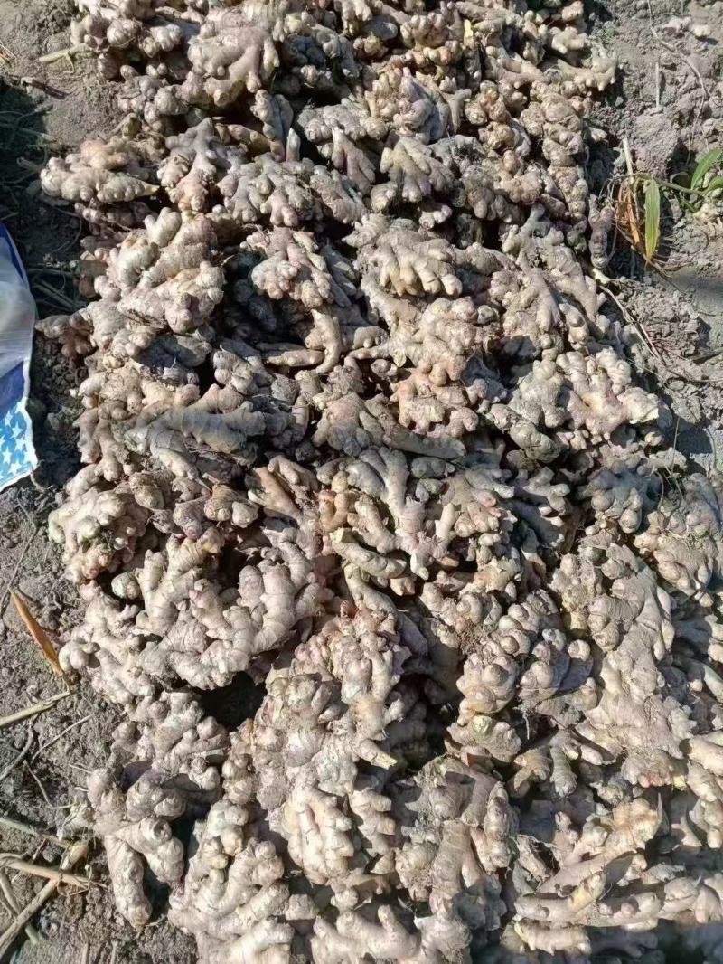 二黄姜湖南二号姜