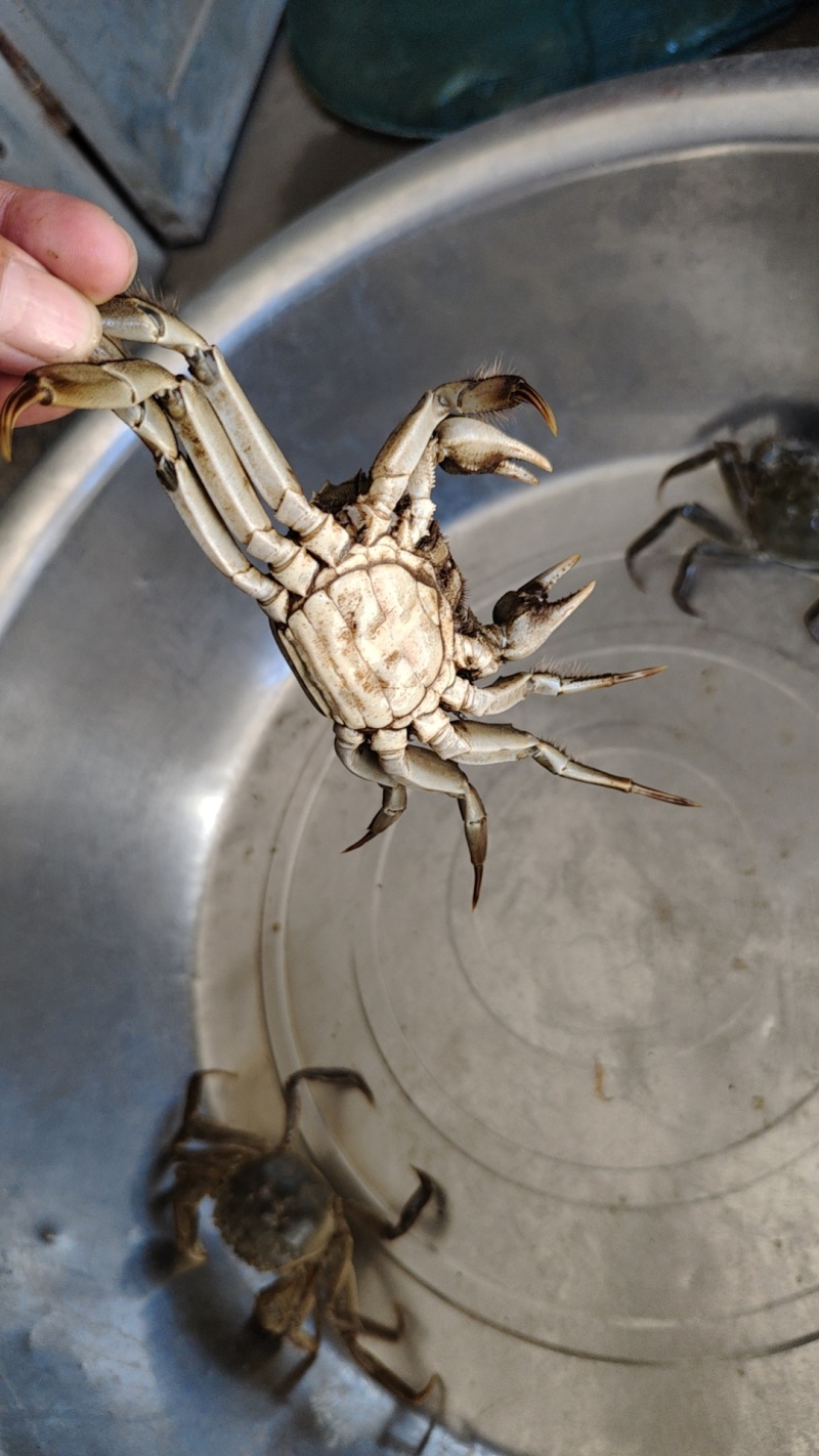 大闸蟹