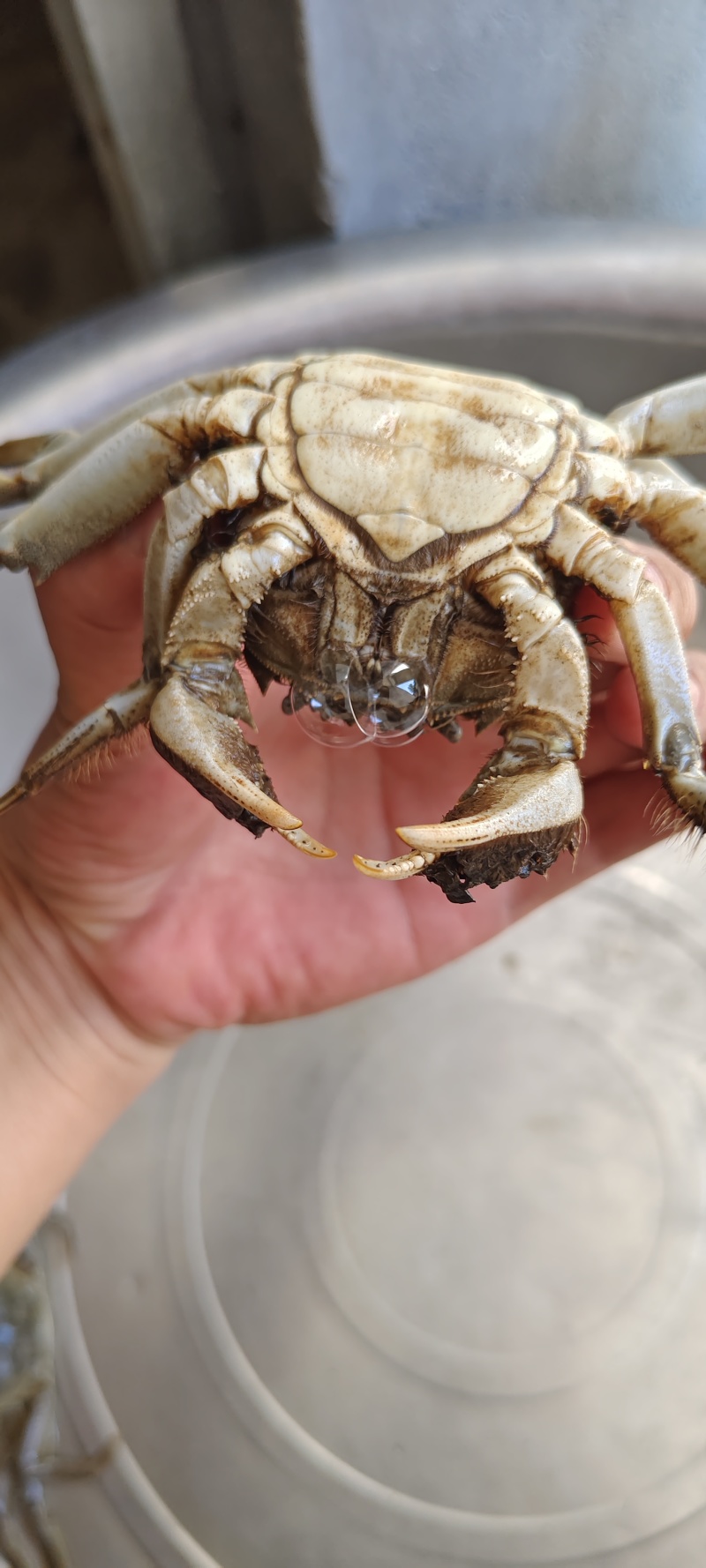 大闸蟹